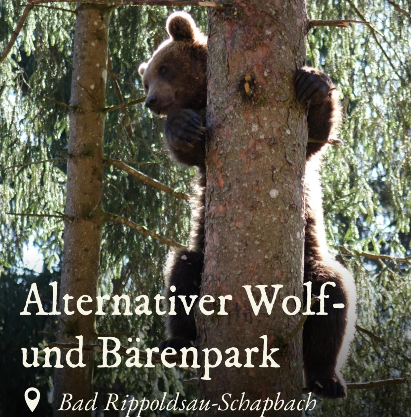 Ferienwohnung Schwarzwald Tannenzaepfle バイアースブロン エクステリア 写真